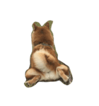 柴犬 リキさん（個別スタンプ：1）