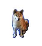 柴犬 リキさん（個別スタンプ：2）