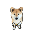 柴犬 リキさん（個別スタンプ：3）