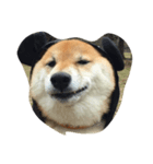 柴犬 リキさん（個別スタンプ：4）