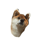 柴犬 リキさん（個別スタンプ：5）