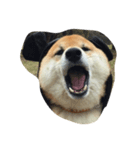 柴犬 リキさん（個別スタンプ：7）