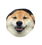 柴犬 リキさん（個別スタンプ：8）