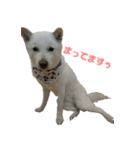 白い犬桜花の日常（個別スタンプ：2）