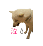 白い犬桜花の日常（個別スタンプ：5）