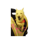 白い犬桜花の日常（個別スタンプ：6）