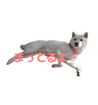 白い犬桜花の日常（個別スタンプ：11）