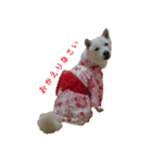 白い犬桜花の日常（個別スタンプ：12）