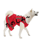 白い犬桜花の日常（個別スタンプ：18）