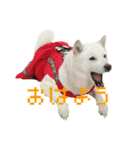 白い犬桜花の日常（個別スタンプ：21）