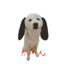 白い犬桜花の日常（個別スタンプ：25）