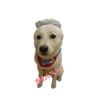 白い犬桜花の日常（個別スタンプ：26）