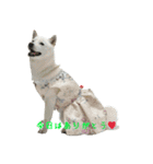 白い犬桜花の日常（個別スタンプ：27）