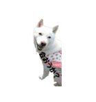 白い犬桜花の日常（個別スタンプ：31）