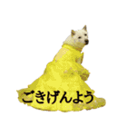 白い犬桜花の日常（個別スタンプ：32）