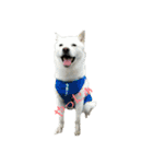 白い犬桜花の日常（個別スタンプ：35）