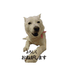 白い犬桜花の日常（個別スタンプ：36）