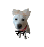 白い犬桜花の日常（個別スタンプ：39）
