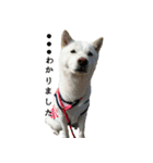 白い犬桜花の日常（個別スタンプ：40）