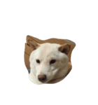 cute dog haha（個別スタンプ：1）