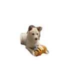 cute dog haha（個別スタンプ：2）