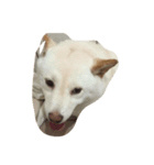 cute dog haha（個別スタンプ：3）