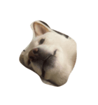 cute dog haha（個別スタンプ：5）