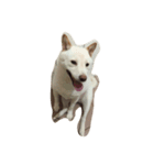 cute dog haha（個別スタンプ：6）