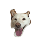cute dog haha（個別スタンプ：7）