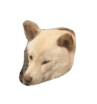 cute dog haha（個別スタンプ：9）