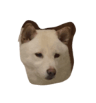 cute dog haha（個別スタンプ：10）