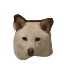 cute dog haha（個別スタンプ：11）