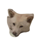 cute dog haha（個別スタンプ：12）