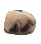 cute dog haha（個別スタンプ：13）