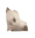 cute dog haha（個別スタンプ：16）