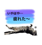 ちゃまさん3（個別スタンプ：4）