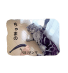 ちゃまさん3（個別スタンプ：6）