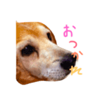わたしたちのいぬたち（個別スタンプ：1）