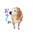 わたしたちのいぬたち（個別スタンプ：3）