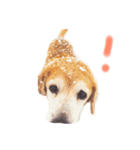 わたしたちのいぬたち（個別スタンプ：7）