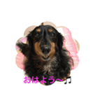 ミニチュアダックス 寧寧と愉快な仲間達1（個別スタンプ：1）