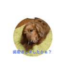 ミニチュアダックス 寧寧と愉快な仲間達1（個別スタンプ：4）