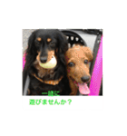 ミニチュアダックス 寧寧と愉快な仲間達1（個別スタンプ：5）