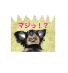 ミニチュアダックス 寧寧と愉快な仲間達1（個別スタンプ：6）