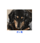 ミニチュアダックス 寧寧と愉快な仲間達1（個別スタンプ：7）