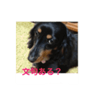 ミニチュアダックス 寧寧と愉快な仲間達1（個別スタンプ：8）