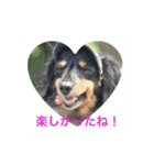 ミニチュアダックス 寧寧と愉快な仲間達1（個別スタンプ：11）