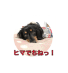 ミニチュアダックス 寧寧と愉快な仲間達1（個別スタンプ：13）