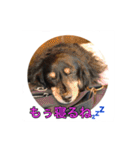 ミニチュアダックス 寧寧と愉快な仲間達1（個別スタンプ：14）
