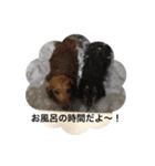 ミニチュアダックス 寧寧と愉快な仲間達1（個別スタンプ：17）